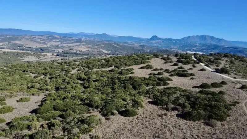 Exceptional Agricultural Estate for Sale – Sotogra... — Costa del Sol · Sotogrande